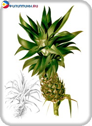 Внешний вид растения и соплодия ананаса