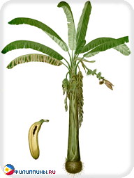 Внешний вид растения и плода банана