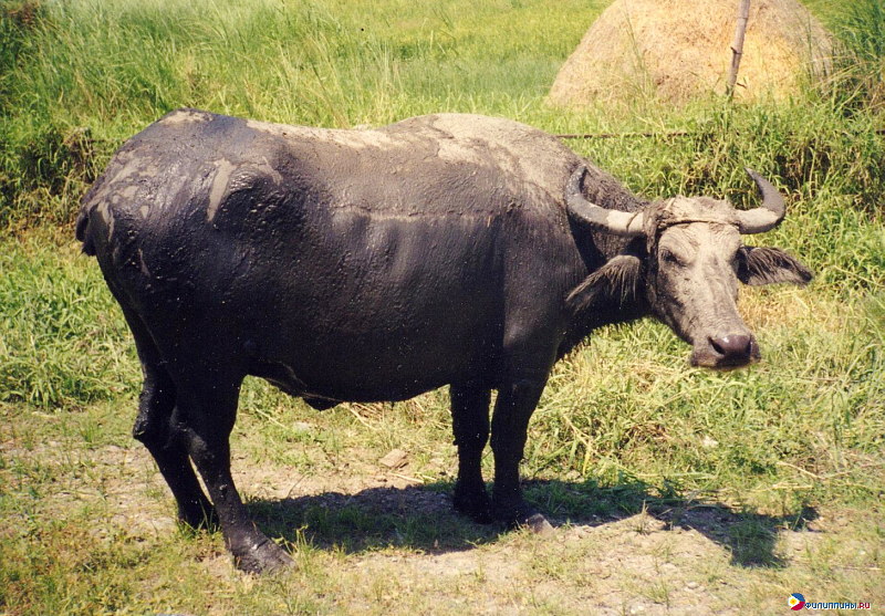 Филиппинский буйвол карабао