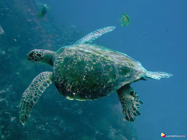 Зеленая морская черепаха