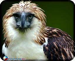 Филиппинский орел гарпия-обезьяноед