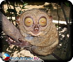 Огромные глаза филиппинского долгопята